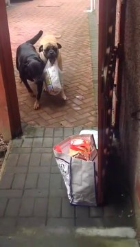 Awesome dog 'Millie' helps carry shopping bags from the car