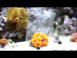 How to feed Mysis Shrimp to Sun Coral