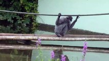 Silver Gibbon Baby at Munich Zoo - Silber Gibbon Baby im Tierpark Hellabrunn