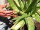 My Aloe Plant had babies! Separating Japanese  Aloe Vera