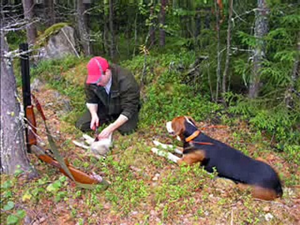 Kuvia metältä