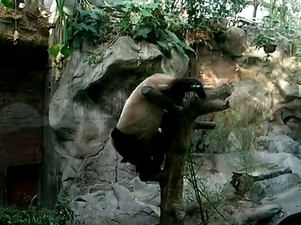 Panda Stuck in a Tree