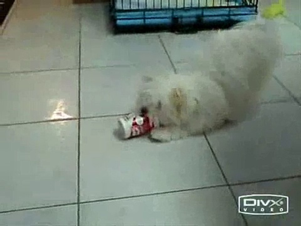 Maltipoo & Maltese puppies