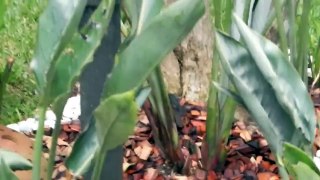 Irrigação automática de jardim