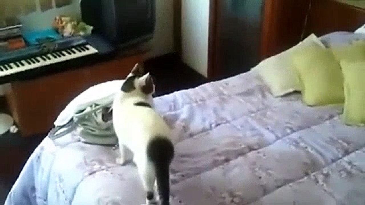 Evde çalan telefonları kedi açıyor