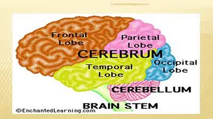 Sheikh's Syndrom-Brain Disorder-London Conference 2015