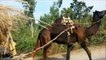 Pakistani bus truck animals camel cow tractor punjab bandial khushab