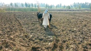 Pakistan punjab bandial tractor  farmer working