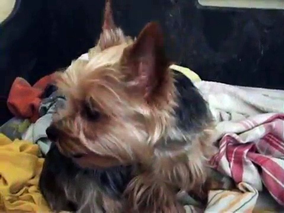 Porod Elišky (yorkšírský teriér)