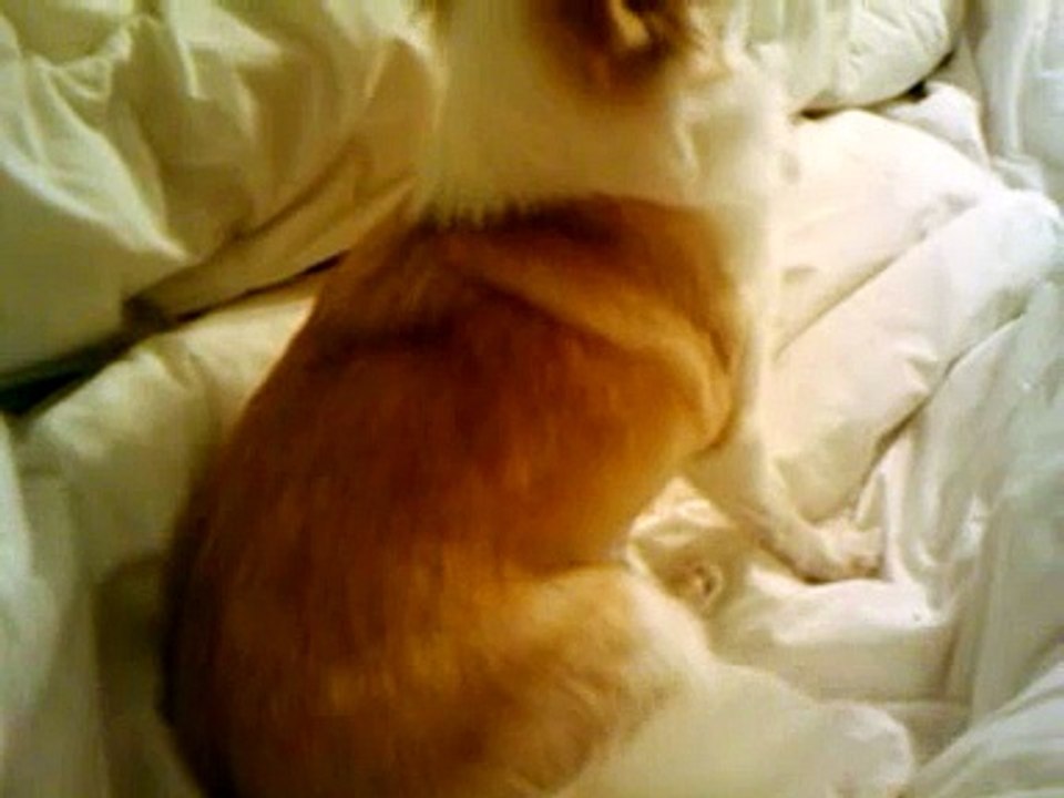 Chihuahua having lower body spasm, syringomyelia?