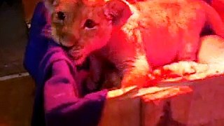 Cute Newborn Lion Cubs Testing their Teeth