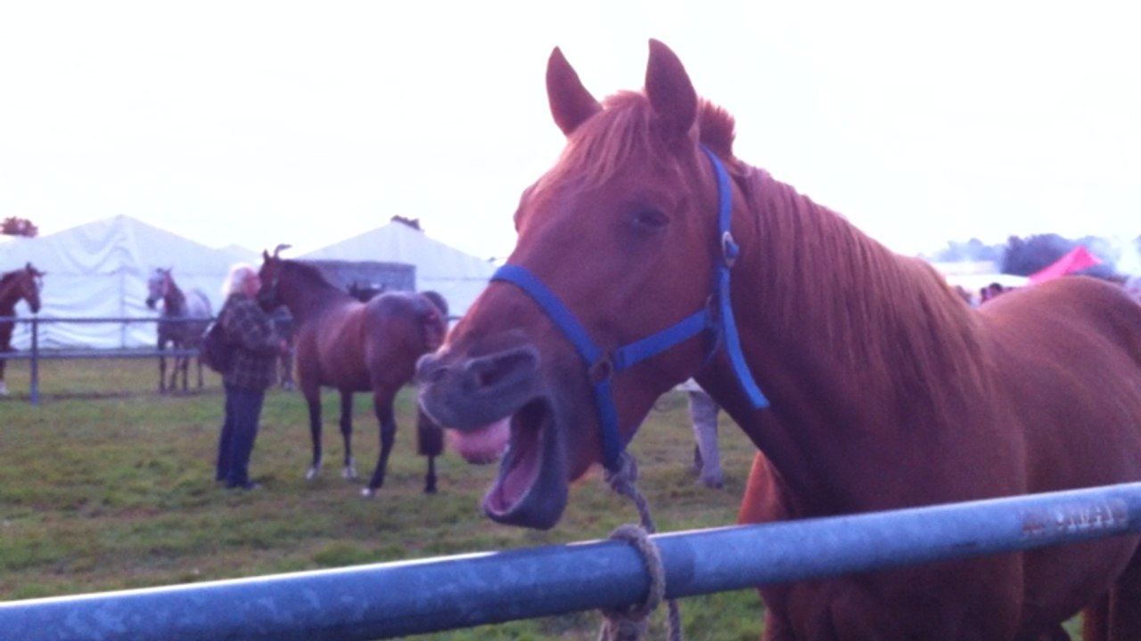 Foire de Lessay : le foirail avec ses chevaux