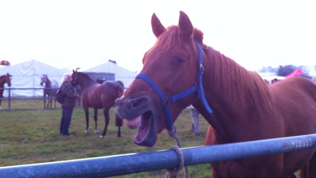 Foire de Lessay : le foirail avec ses chevaux