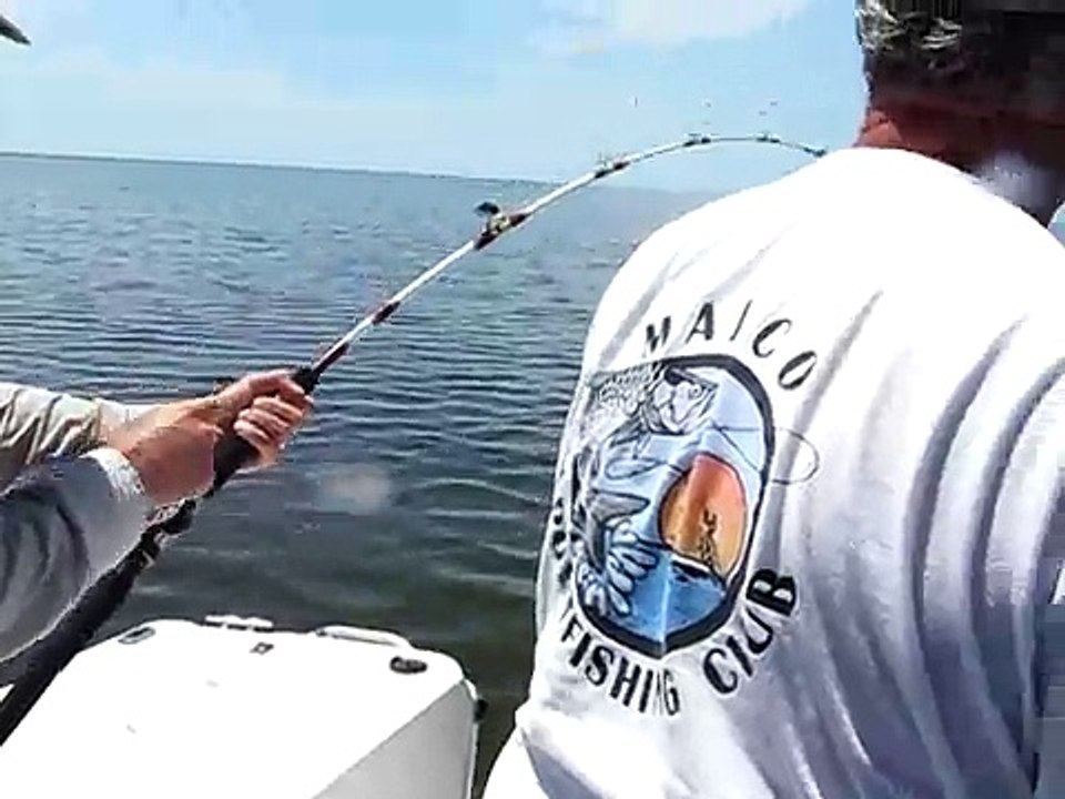 Large Shark Hooked off Marco Island Beach, Florida
