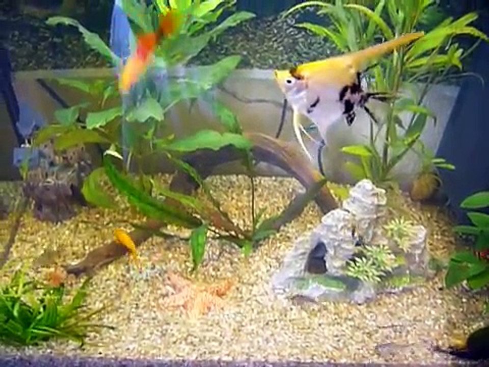 My new Tank. Juwel Lido 120