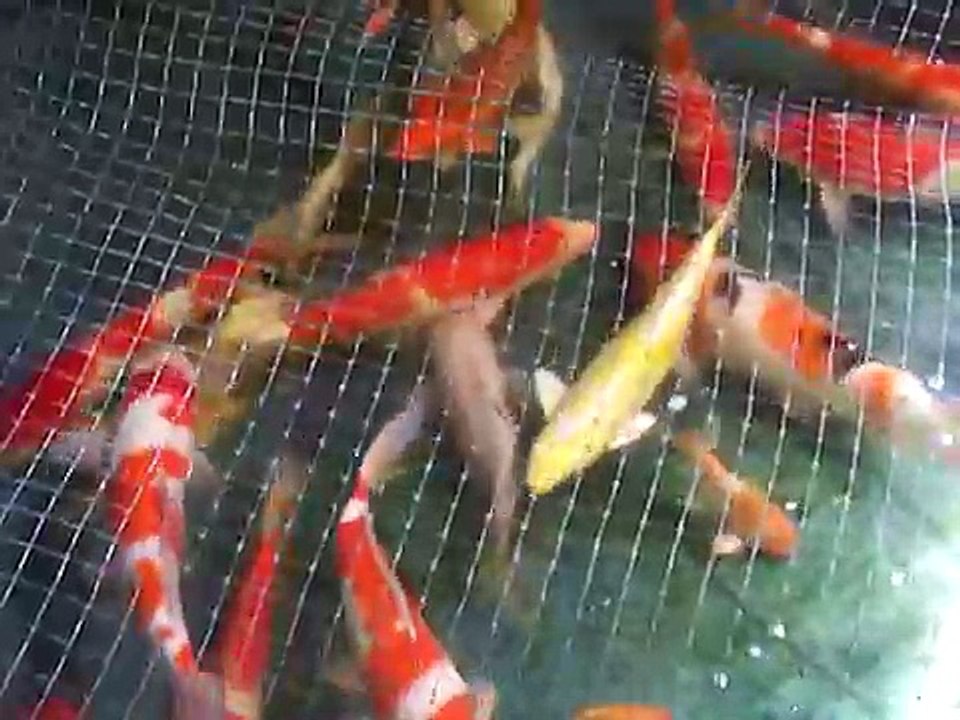 Nisai japanese koi from ogata koi farm.