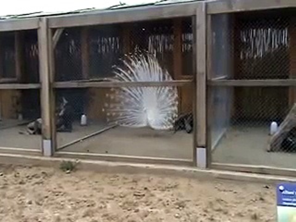 İzmir Doğal Yaşam Parkı Beyaz tavuskuşu / beyazkod.com