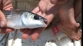 Bluefish hunting..Efsane Lüfer avı