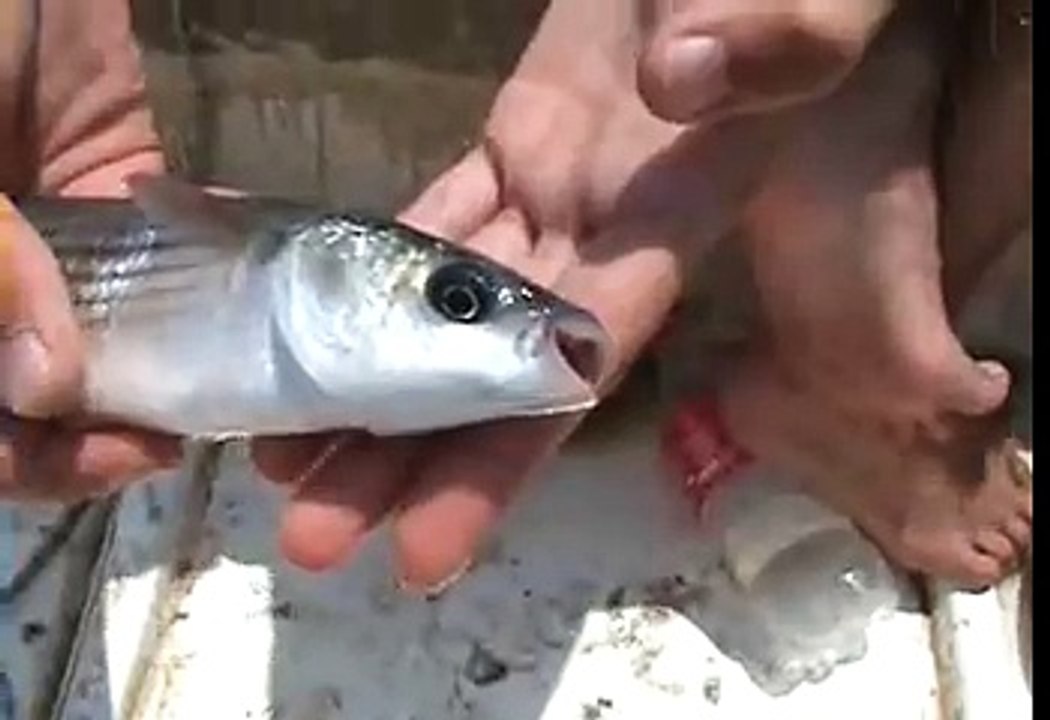 Bluefish hunting..Efsane Lüfer avı