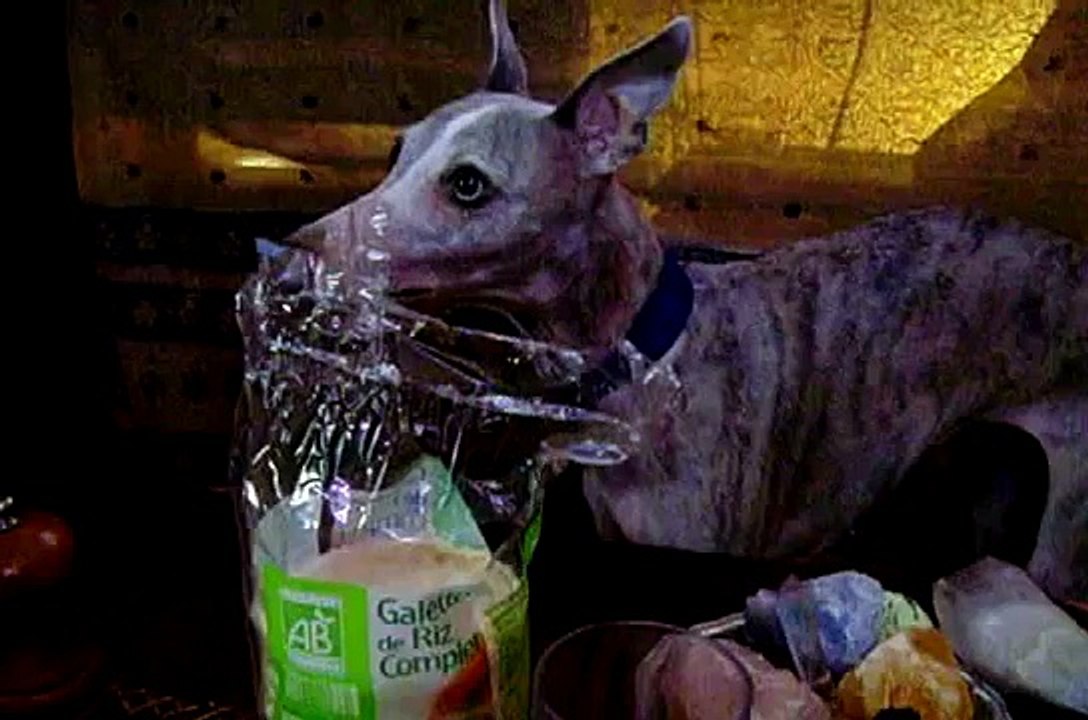 Lévrier whippet Salambo