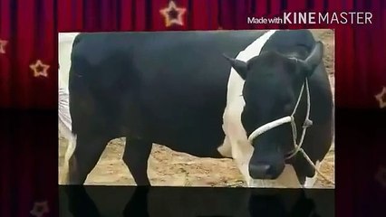 TANGEY TERI GORI GORI MU HAI TERA KALA KALA
