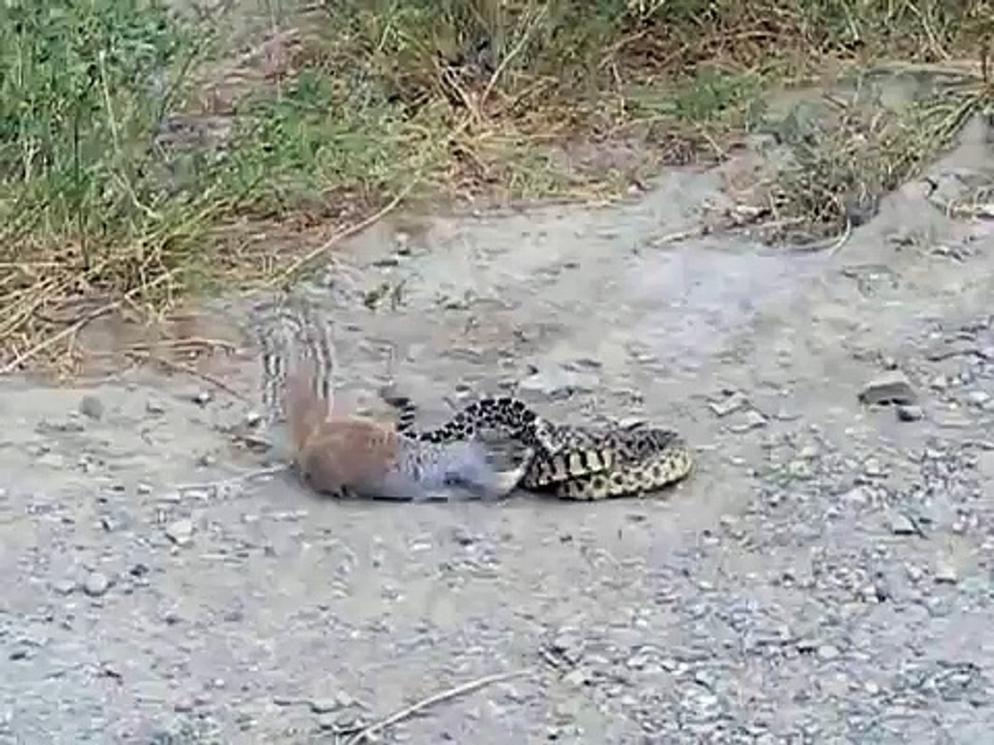 ⁣[ Wild Animal Planet ] Cobra vs Squirrel Full Documentary