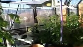 Colorado Aquaponic Greenhouse #3