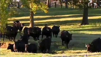 I Am Angus - McKellar Angus, Mount Pleasant, Texas