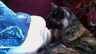Funny Cat Wants to Cuddle!