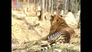 Tiger vs Lion Fight To Death [Metamorphosis Documentary]