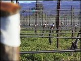 Bud Grafting in a Vineyard