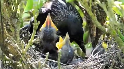 23 Days - from hatchlings to fledglings