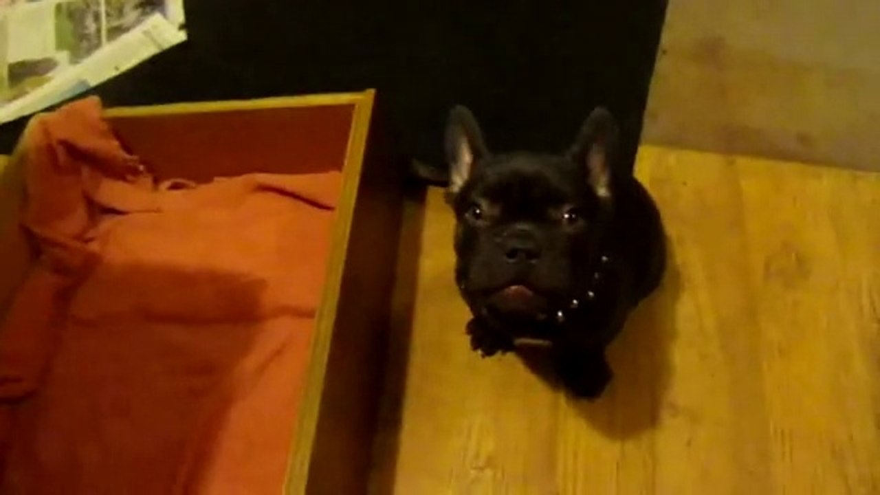 Dogs Arguing With Owners Compilation