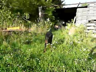 dobermann dog dressage tex han tess de la taverniere doberman chien