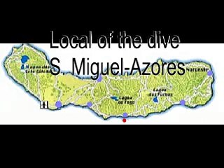 Santola- Spider crab