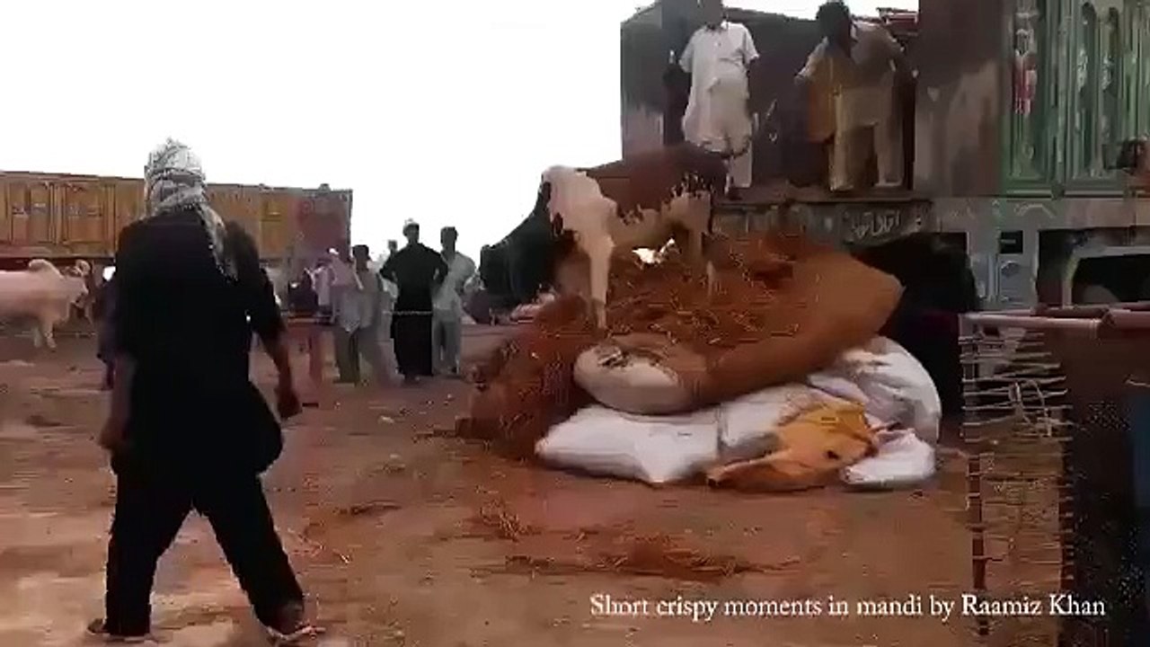 LAST BULL JUMPP ALAAAA