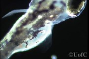 Three Day Old Zebrafish