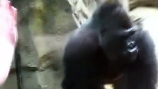 Franklin Park Zoo Gorilla Attack!