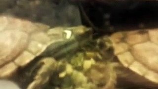 Cute Playing Water Turtles