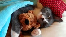 Cute Kitten Hugs His Teddy Bear EXTENDED VERSION