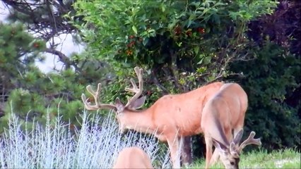 Cherry Thief: Busted ;)   7/26/2013 CO USA