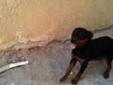 Rottweiler dog attacks on command MOV