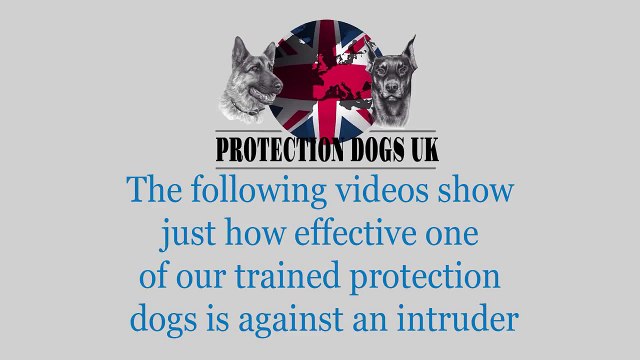 Doberman Protection Dog Attacks Intruder On Command, During Home Invasion