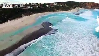 Dolphins Surfing and Playing in the Waves