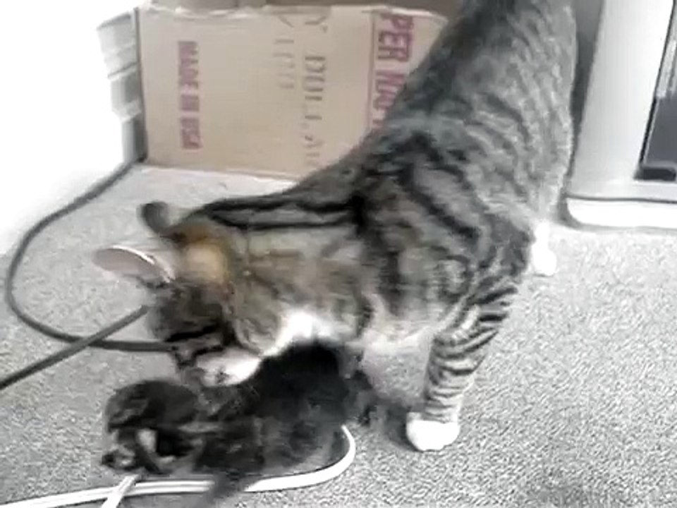 The worried mother cat