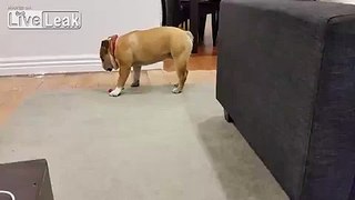 Bulldog Falls Asleep While Standing