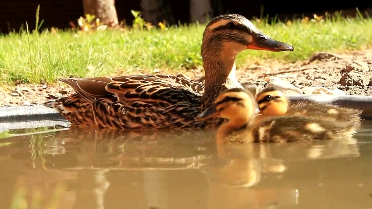 Cute Baby Mallard Ducks HD Canon EOS 7D