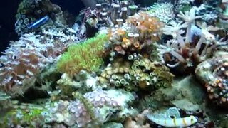 12 Gallon Nano Cube Rare Goby Tank- Video 2