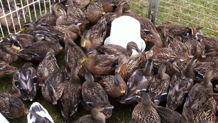 Foire de Lessay : un festival de poils et plumes