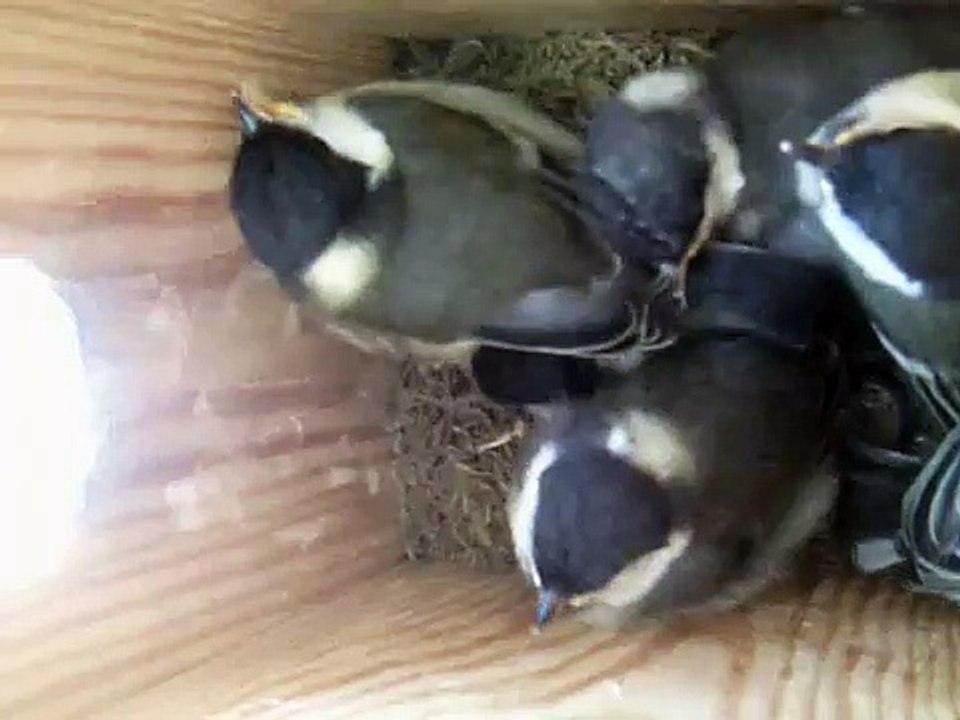30-MAY-2009, Bird House:   KIDS LEAVING THE NEST !